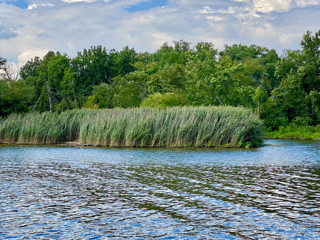 View of Chesapeake bay Nature